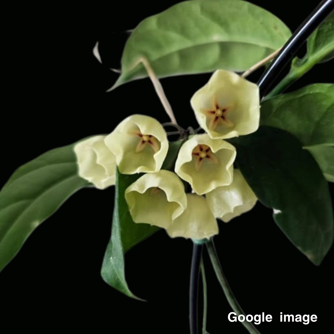 Hoya Campanulata SRP131 Large (PRE-ORDER)-JULY057