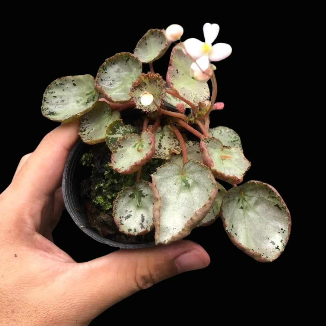 Begonia Gironellae x Rebiteae (PRE-ORDER)-JUL058