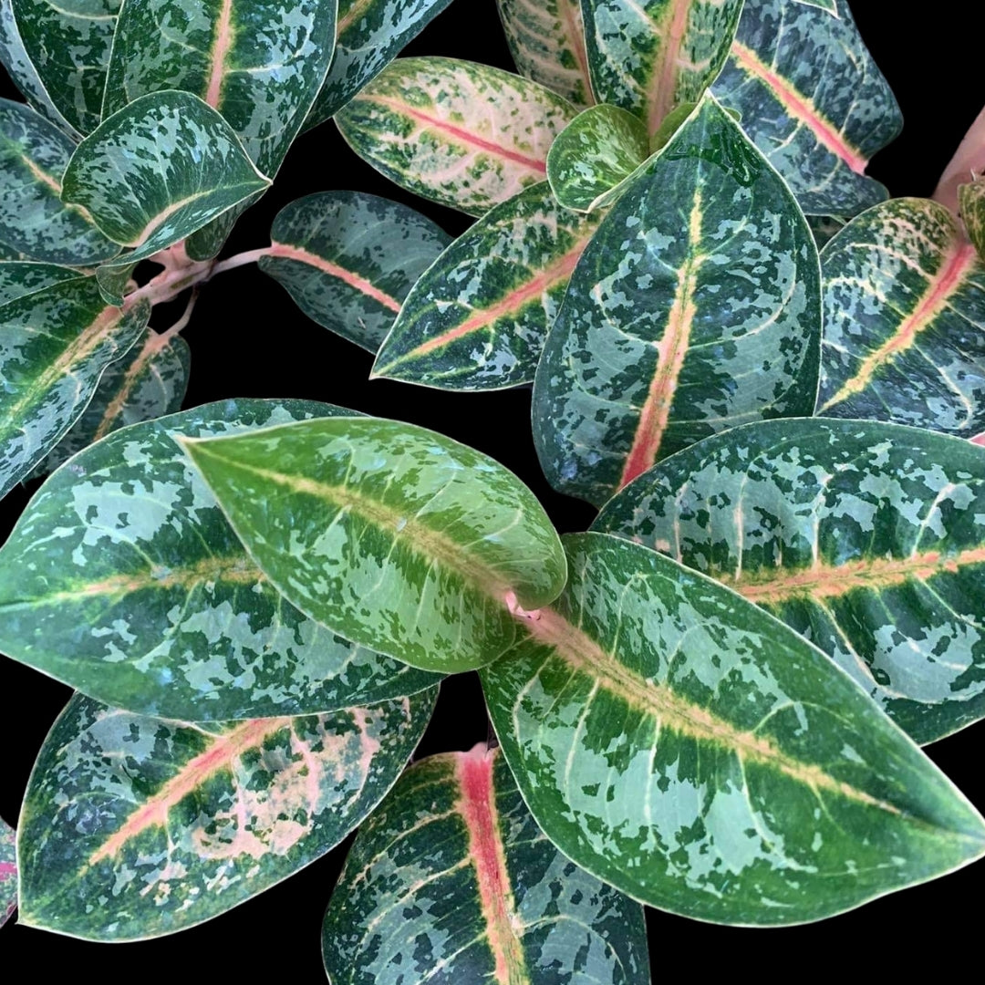 Aglaonema Indiana King (PRE-ORDER) - JAN058