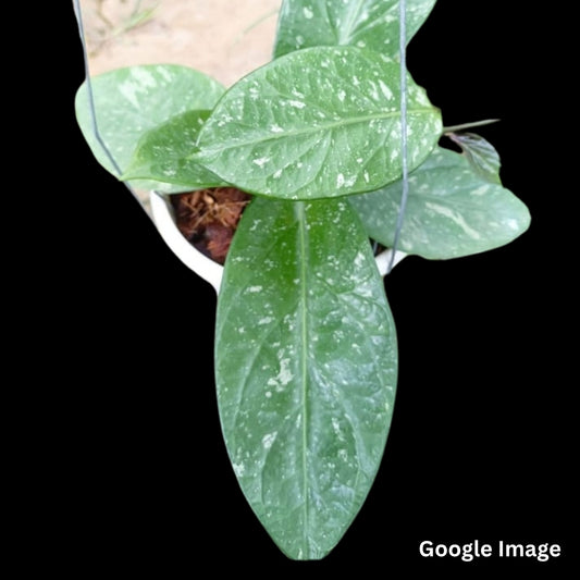 Hoya Sp. Lai Chau Splash (Large) PRE-ORDER-JULY580