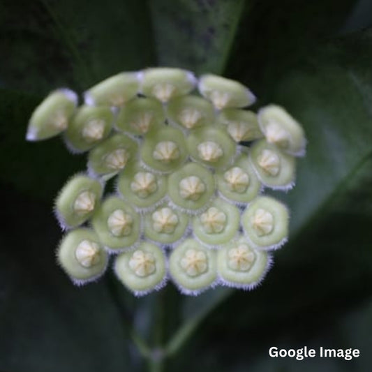 Hoya Sp.Liwa (Medium) PRE-ORDER-JULY582