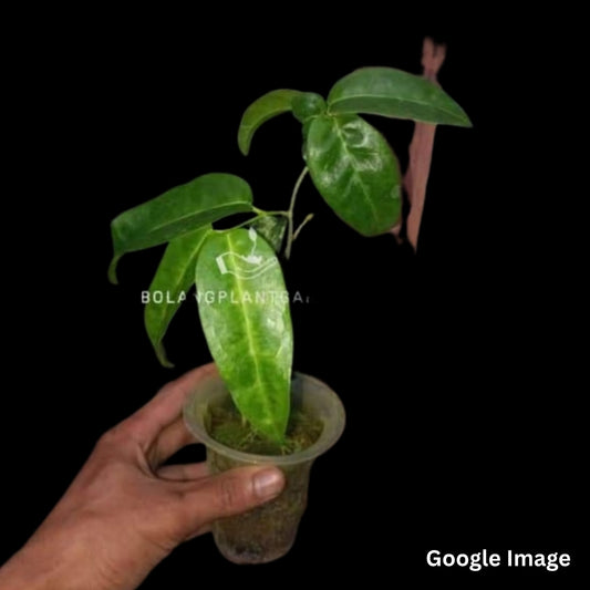 Hoya Sp. Mamasa01 (Medium) PRE-ORDER-JULY585