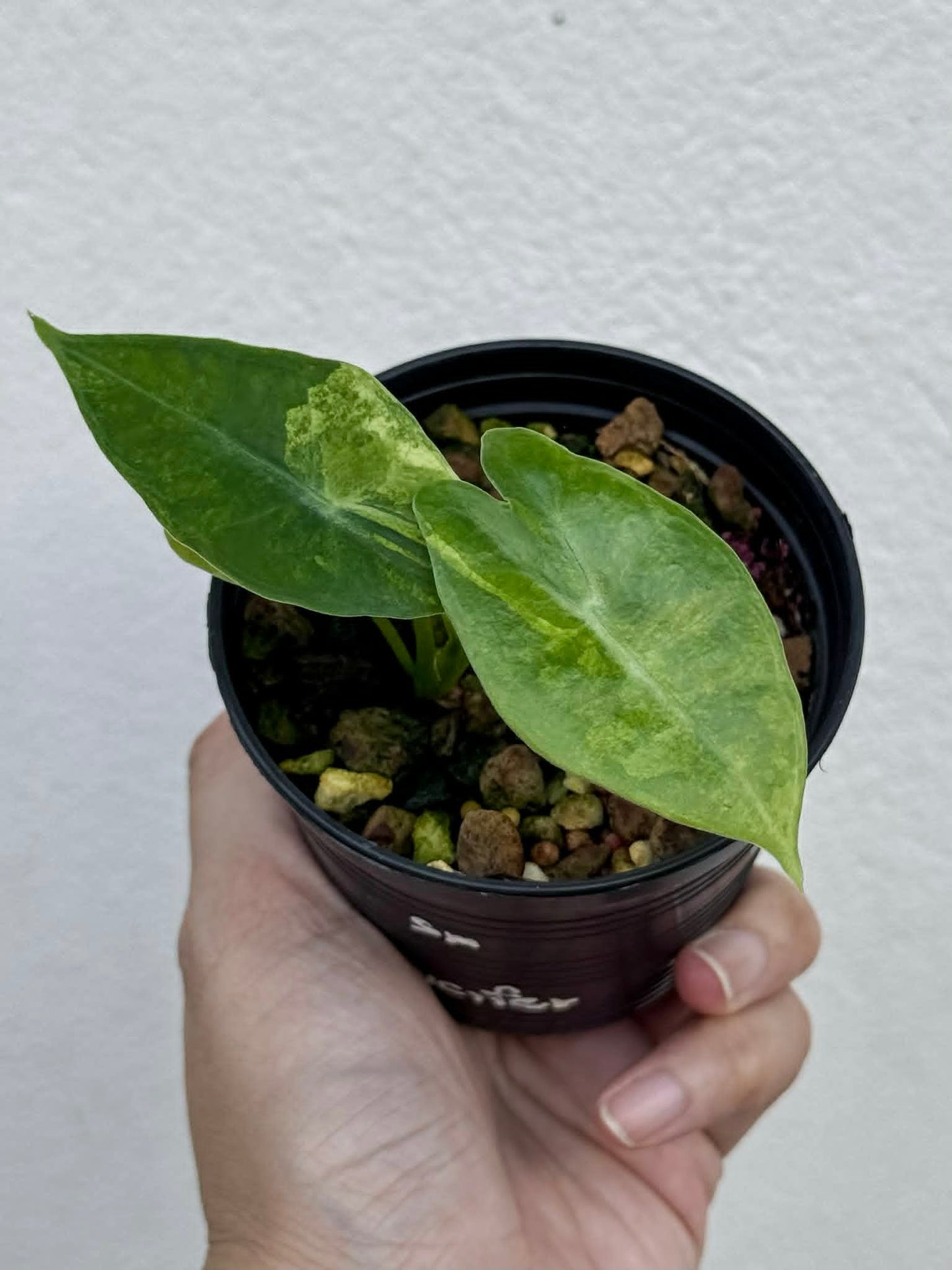 Alocasia Lucifer Silver Bone - Pre Order