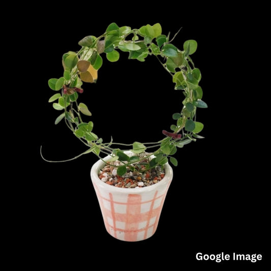 Hoya Sp. Papua IM08 (Medium) PRE-ORDER-JULY589