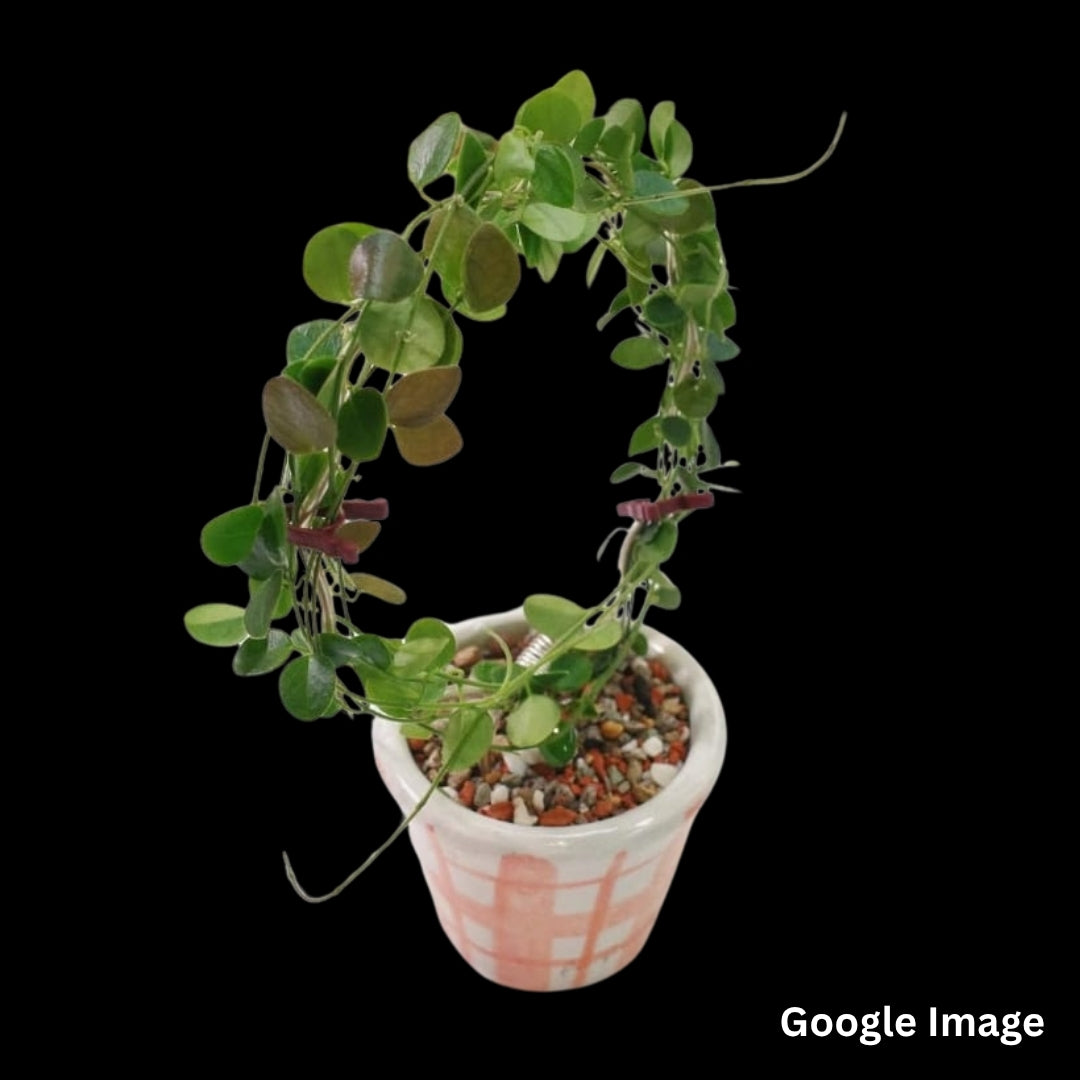 Hoya Sp. Papua IM08 (Medium) PRE-ORDER-JULY589