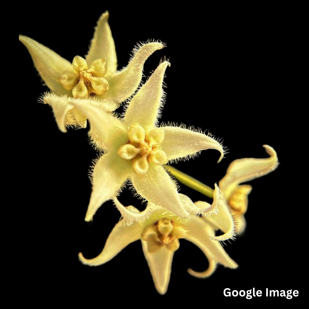 Hoya Sp. Papua IM08 (Medium) PRE-ORDER-JULY589