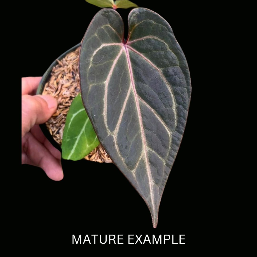 Anthurium crystal X aos Tissue Culture (PRE-ORDER) -TC58