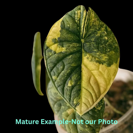 Alocasia Melo Aurea (9cm Pot) - Pre Order JU63