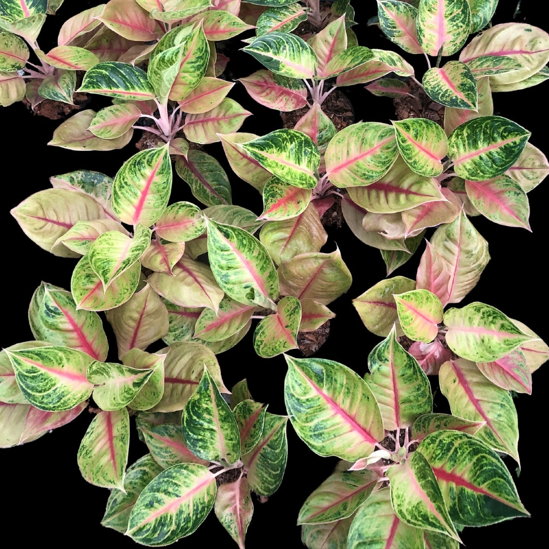 Aglaonema Jackpot (PRE-ORDER) - JAN059