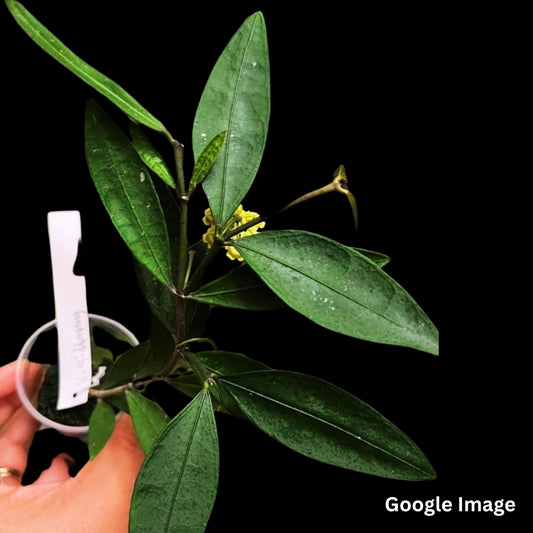 Hoya Sp.Sidikalang (Medium) PRE-ORDER-JULY595