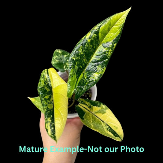 Alocasia Scalprum Aurea (9cm Pot) - Pre Order JU64