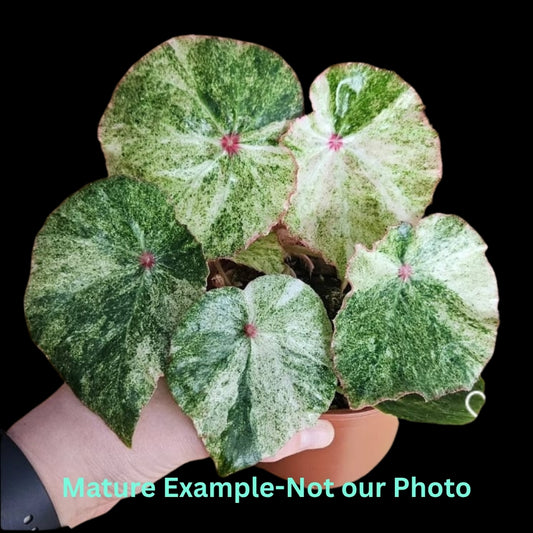 Begonia Rouge Var - Pre Order JU5