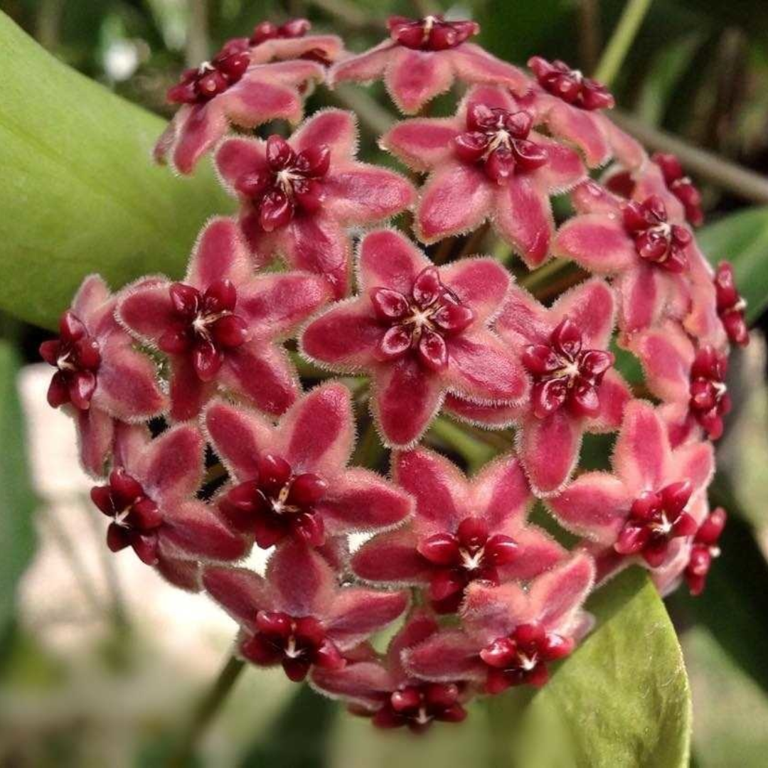 Hoya Lamingtonia (Large) PRE-ORDER-JULY315