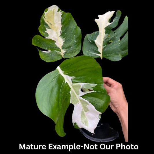 Monstera White Lava Tissue Culture (PRE-ORDER) -TC0102