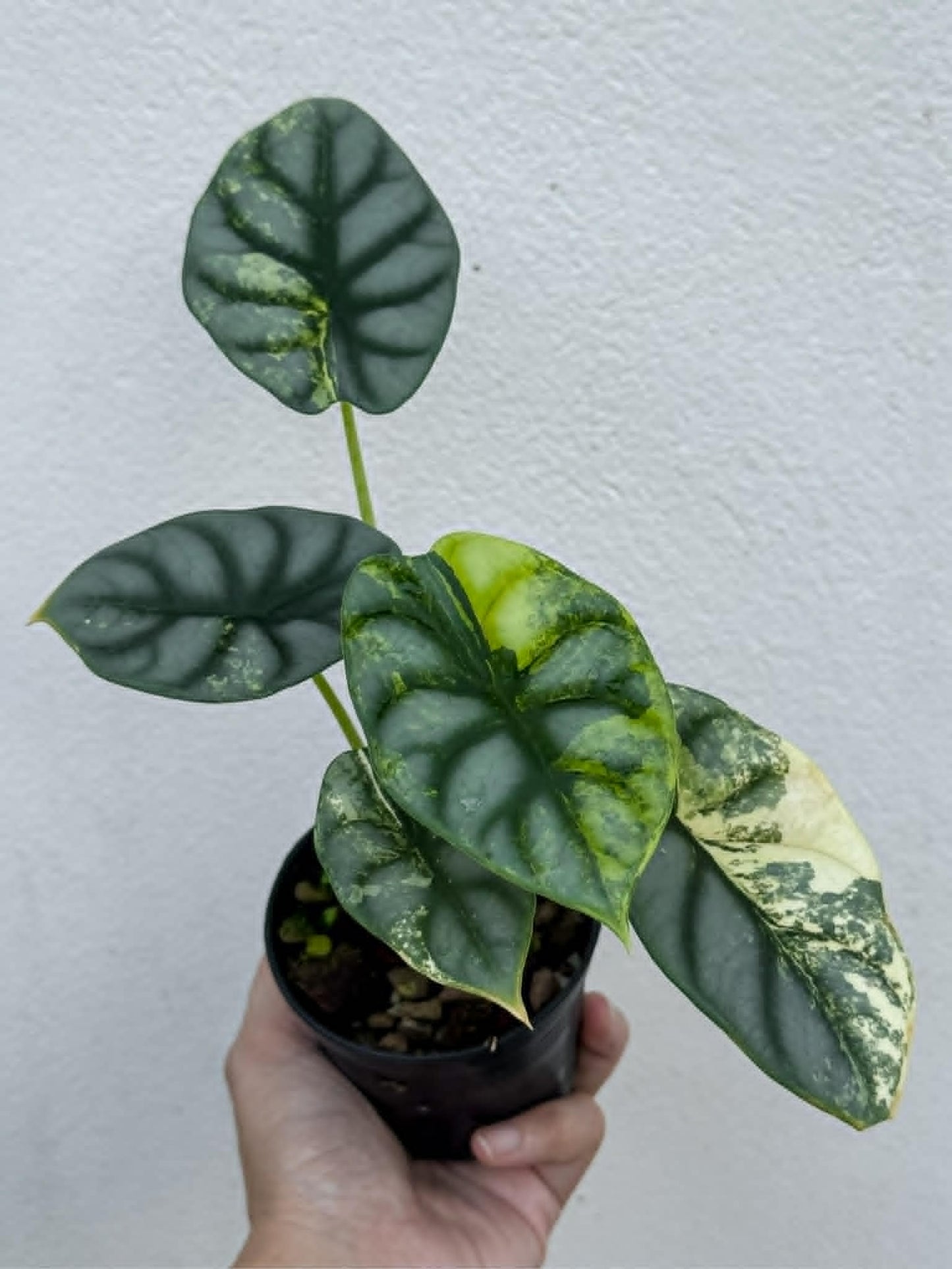 Alocasia Silver Dragon Aurea - Pre Order