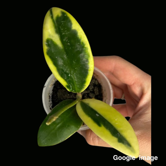 Hoya Acuta Albomarginata (PRE-ORDER)-JULY005