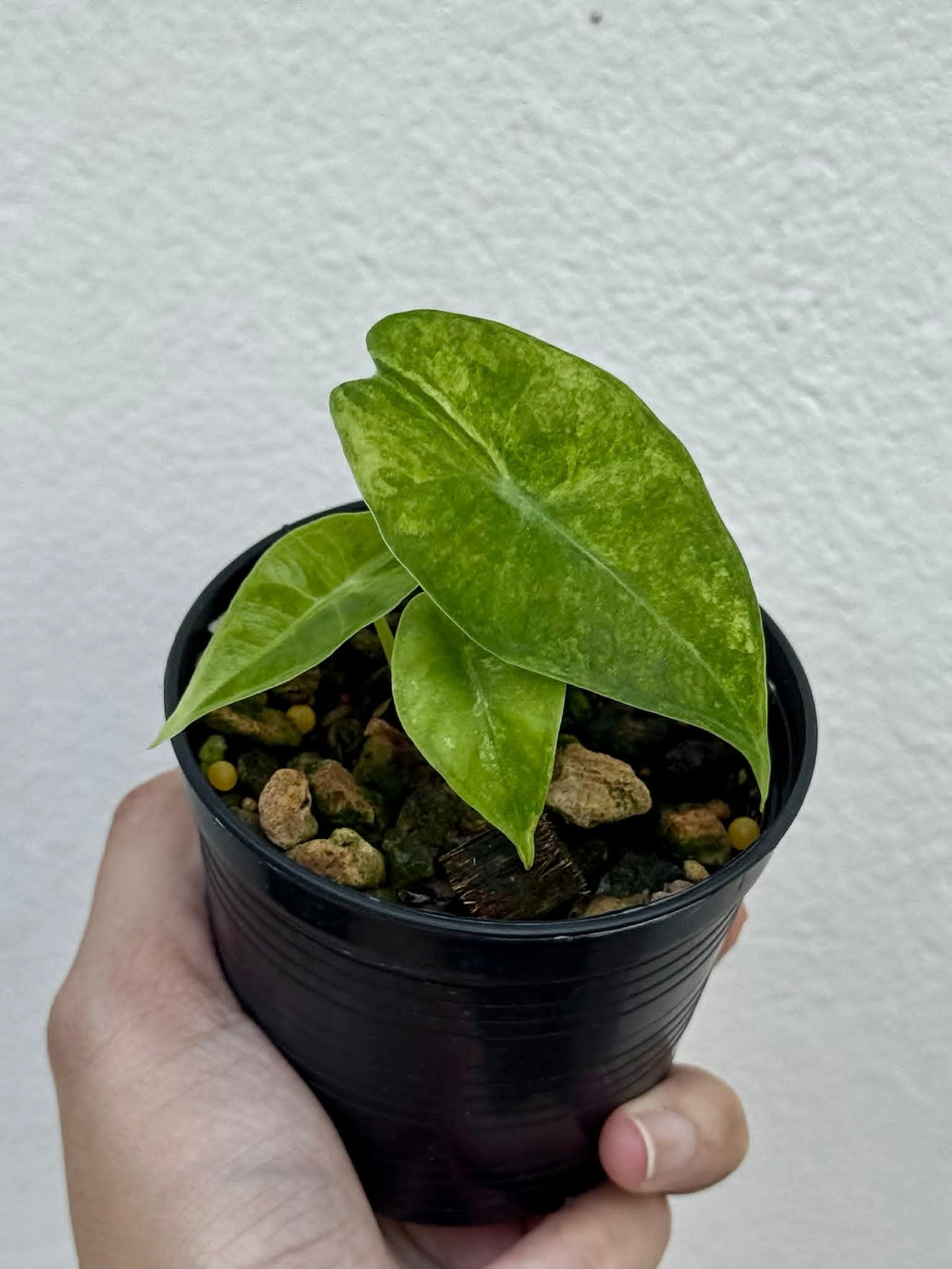 Alocasia Lucifer Silver Bone - Pre Order