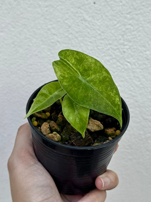Alocasia Lucifer Silver Bone - Pre Order