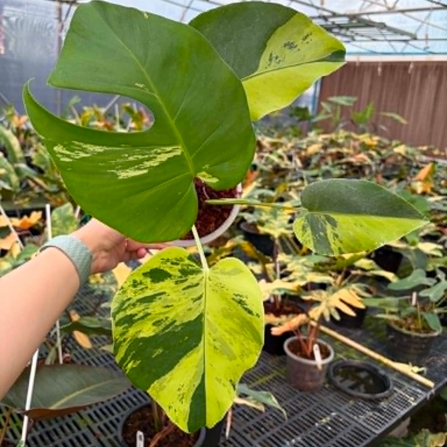 Monstera Light Lime A  - Pre Order