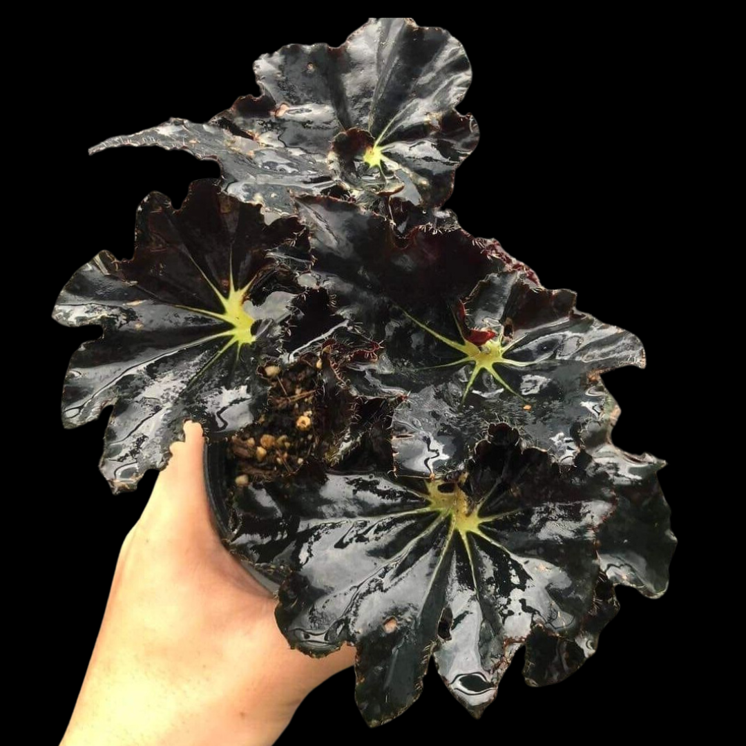 Begonia Black Mamba (PRE-ORDER)-JUL017