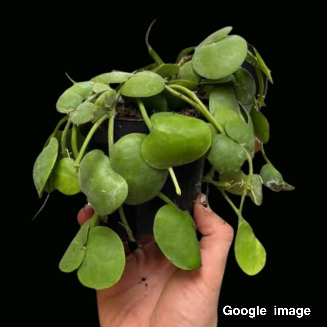 Dischidia Imbricata Flat (PRE-ORDER)-JULY495