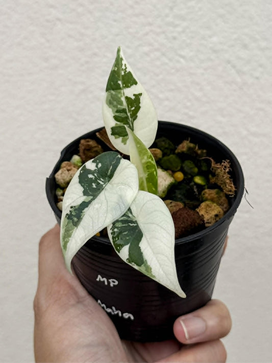 Alocasia Maharani Albo - Pre Order