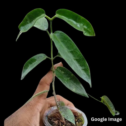 Hoya Stenaki Dark (Small) PRE-ORDER-JULY608