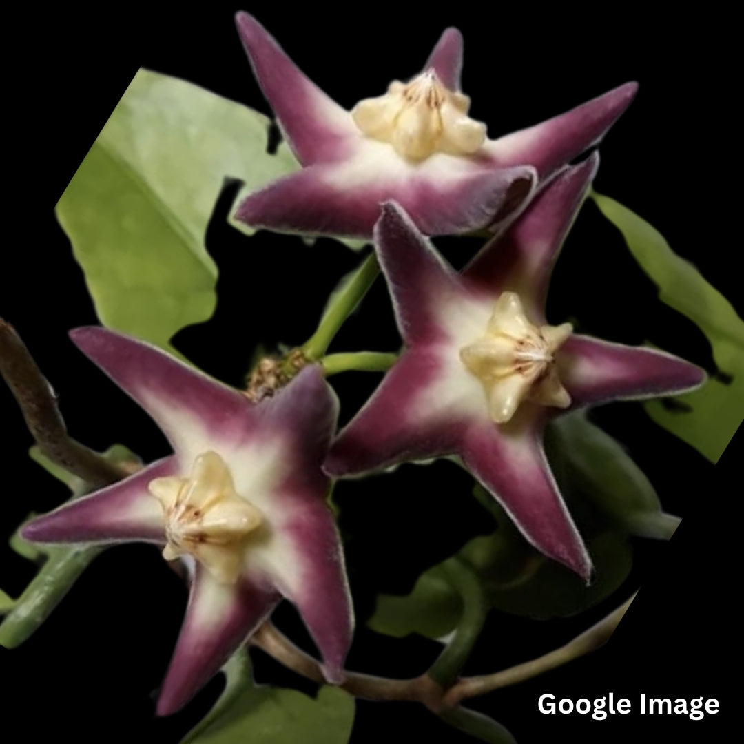Hoya Stenaki Dark (Small) PRE-ORDER-JULY608