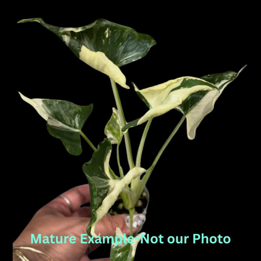 Alocasia Cucullata Crinkles Albo (9cm Pot) - Pre Order JU65