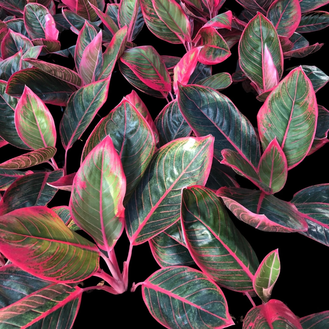 Aglaonema Khanza (PRE-ORDER) - JAN061