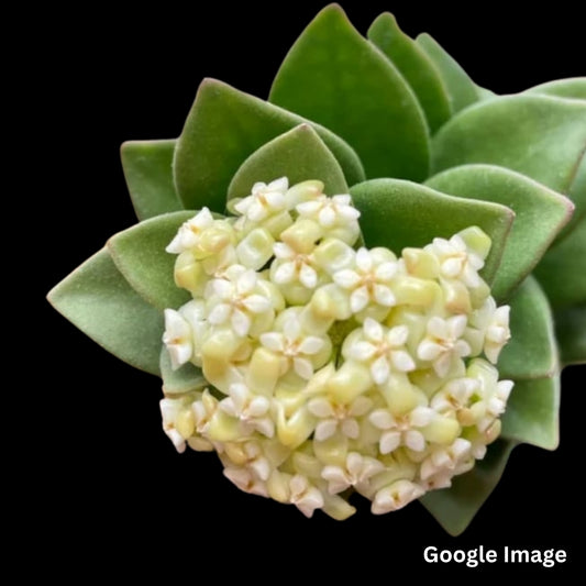 Hoya Subquintuplinervis Snow Lotus (Medium) PRE-ORDER-JULY613