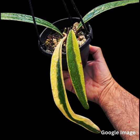 Hoya Subquintuplinervis Albomarginata Variegated (Small) PRE-ORDER-JULY618