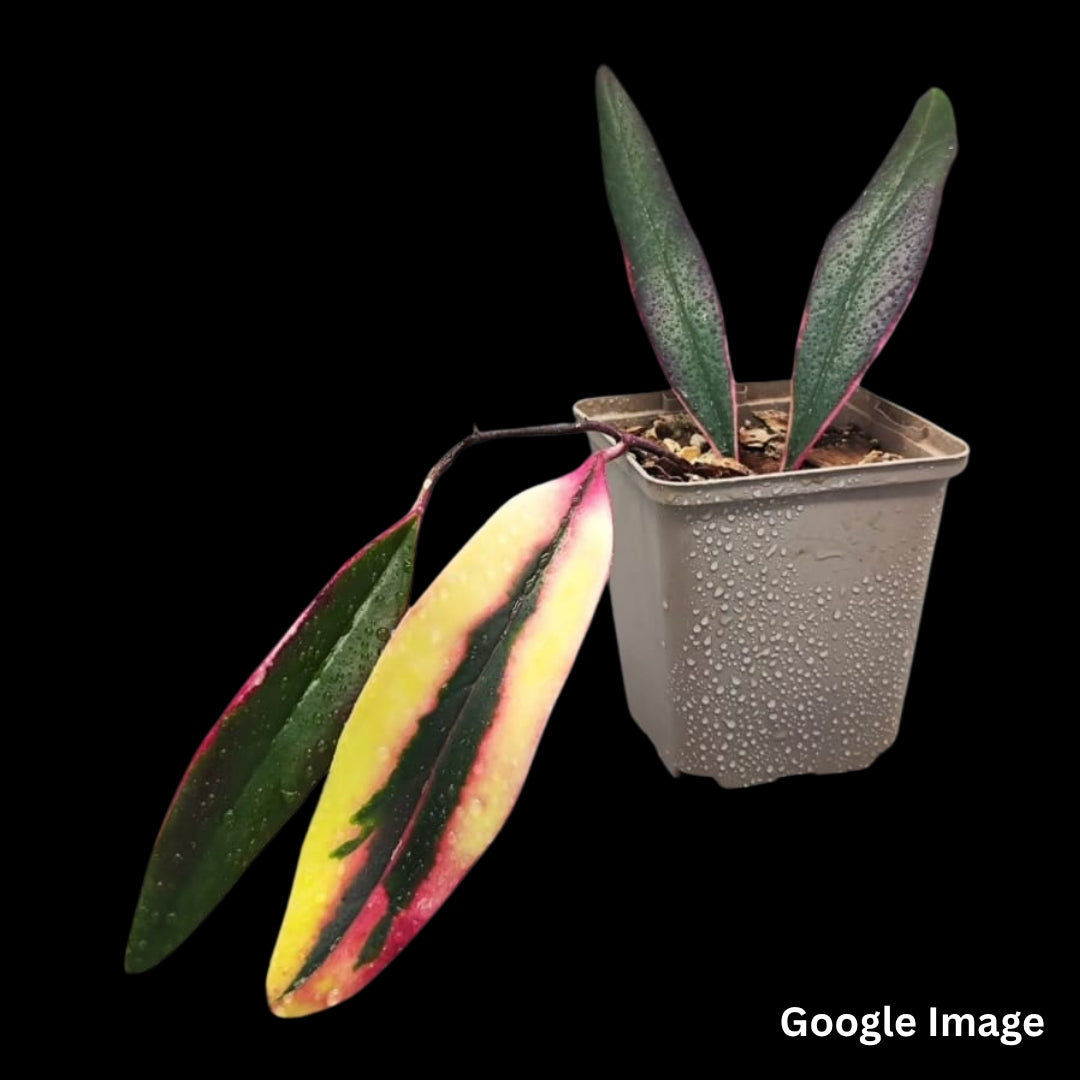 Hoya Subquintuplinervis Albomarginata Variegated (Small) PRE-ORDER-JULY618