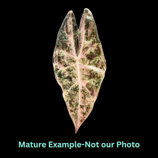 Alocasia Black Satun Stardust Var (9cm Pot) - Pre Order JU66