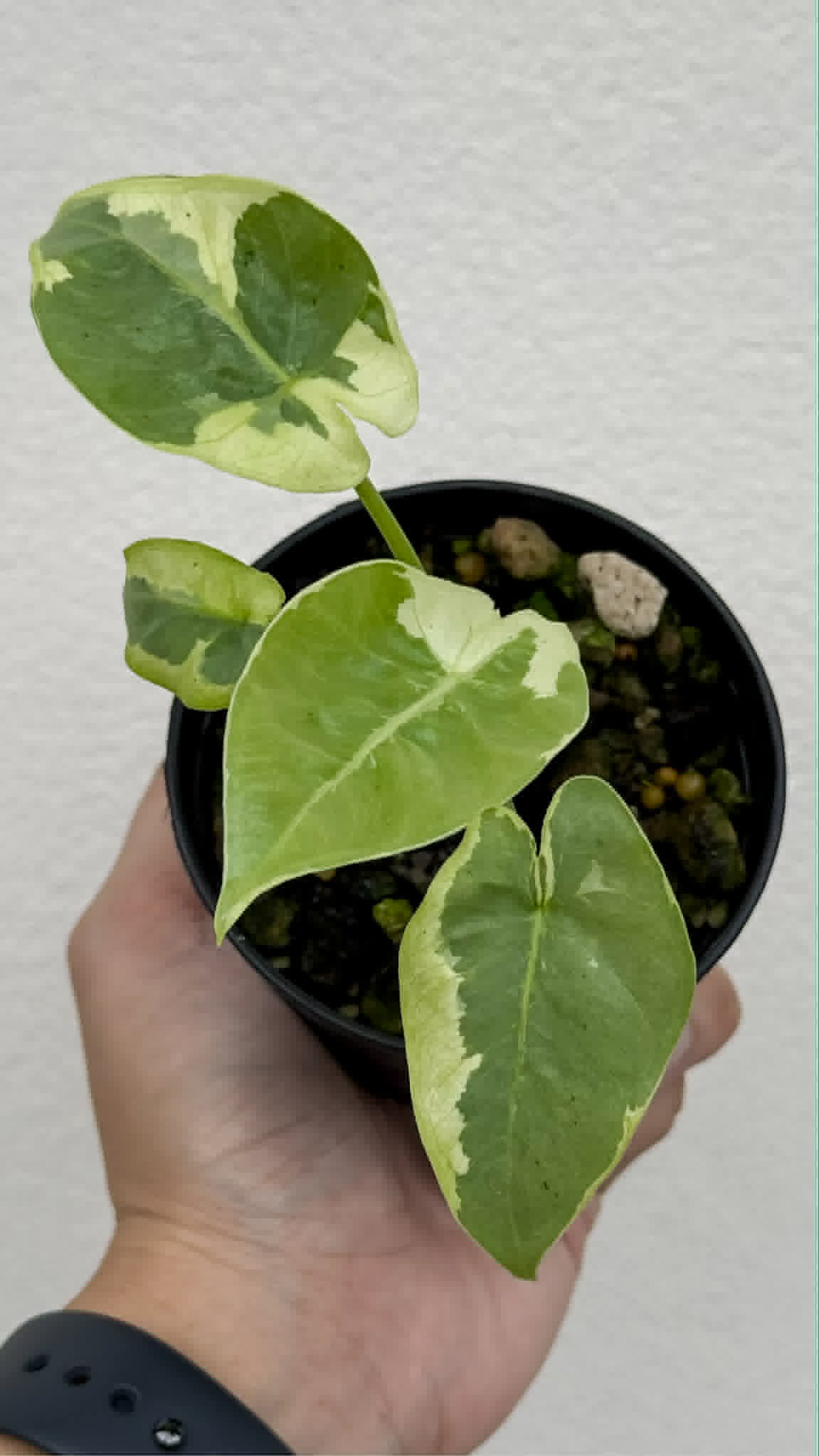 Alocasia Epilithica Silver Lime Lava - Pre Order