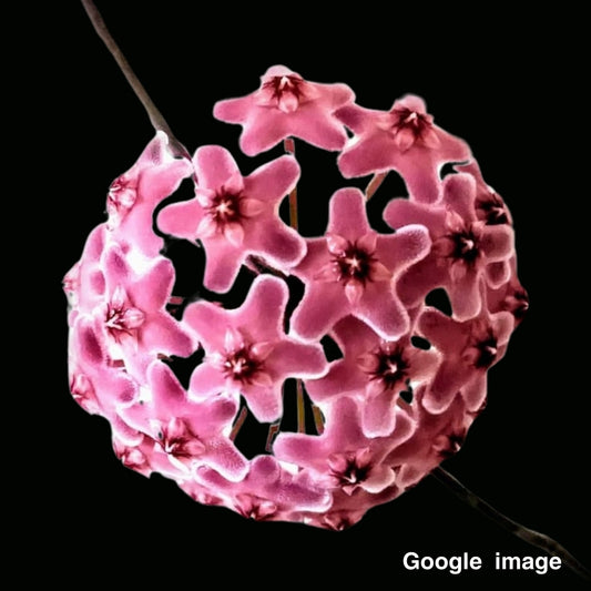 Hoya Carnosa Freckles (Medium) PRE-ORDER-JULY094