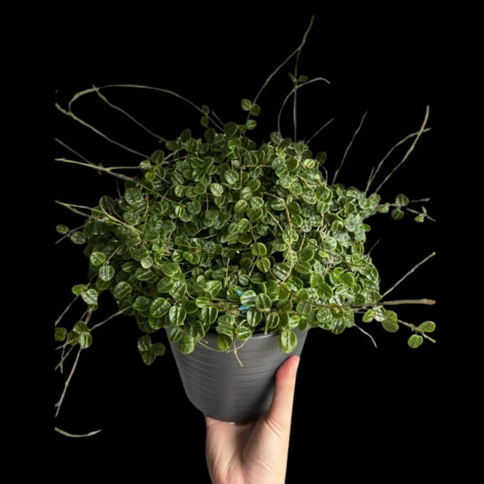 Hoya Tengchongensis (Large) PRE-ORDER-JULY627