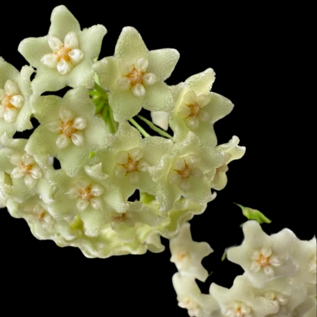 Hoya Tengchongensis (Large) PRE-ORDER-JULY627