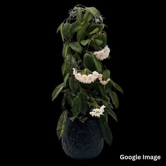 Hoya Thomsonii Long Leaf Splash White Flower (Medium) PRE-ORDER-JULY629