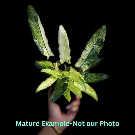 Alocasia Lauterbachiana Var (9cm Pot) - Pre Order JU67
