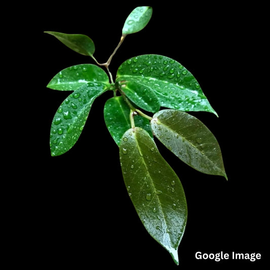 Hoya Trigonolobus IML1731 (Large) PRE-ORDER-JULY634