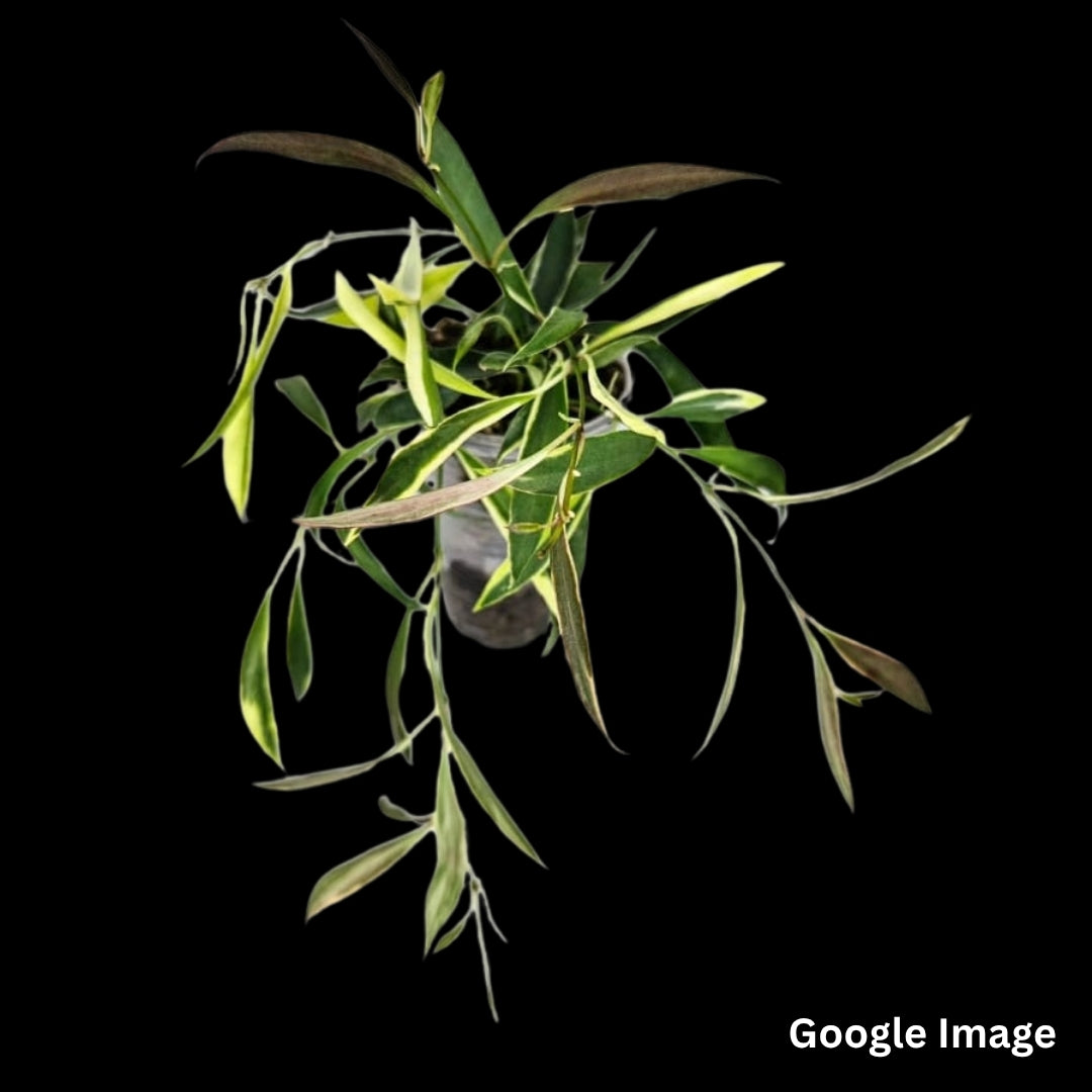 Hoya Tsangii Albomarginata (Small) PRE-ORDER-JULY635