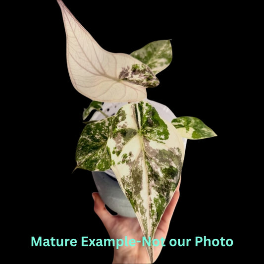 Alocasia Wentii Pink Var (9cm Pot) - Pre Order JU68