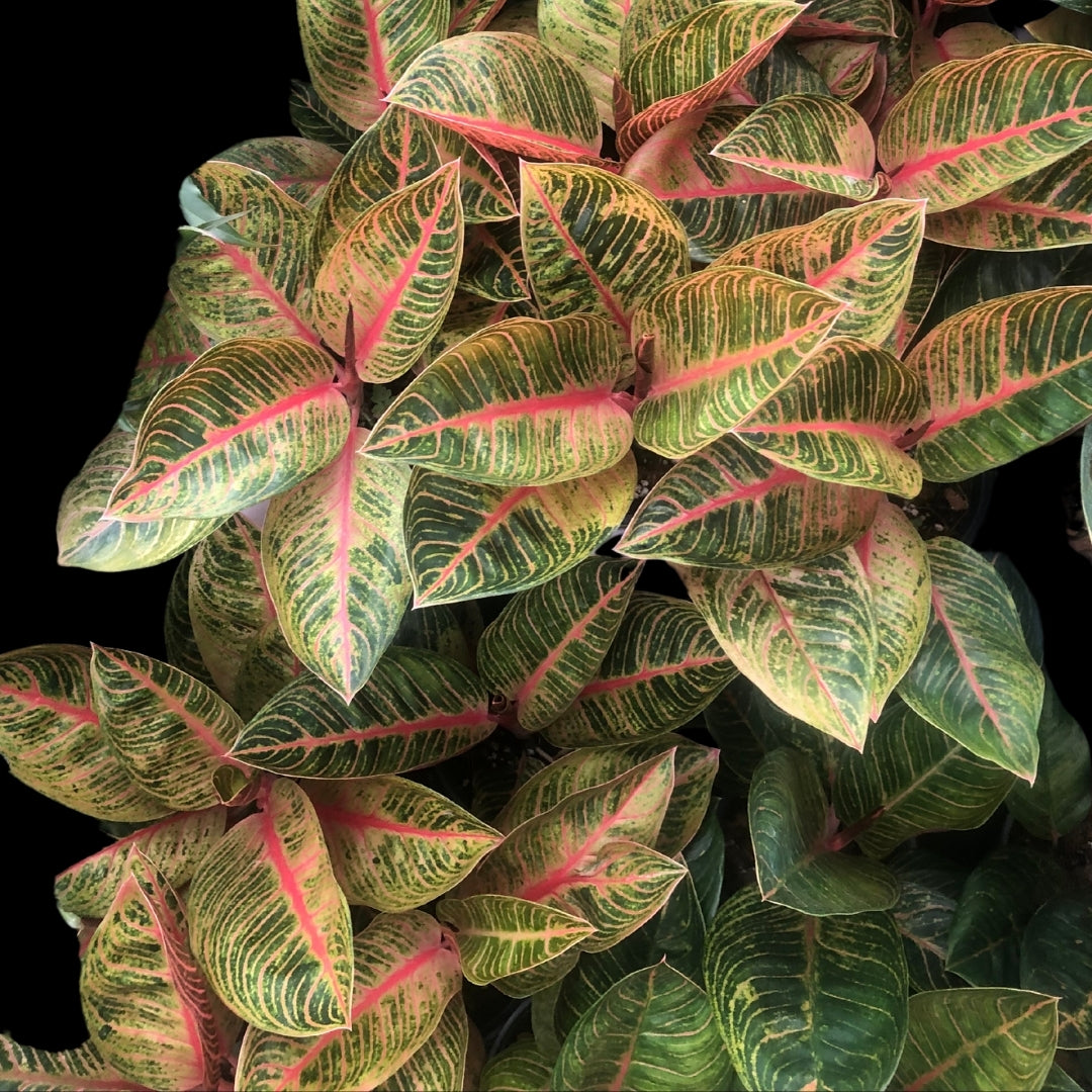 Aglaonema Kresna (PRE-ORDER) - JAN064