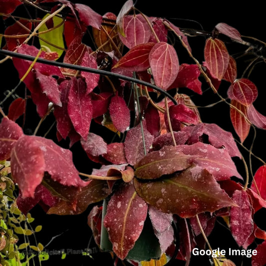 Hoya Undulata Red (Small) PRE-ORDER-JULY640