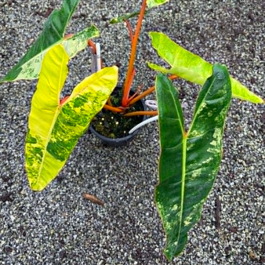 Philodendron Billietiae A  - Pre Order