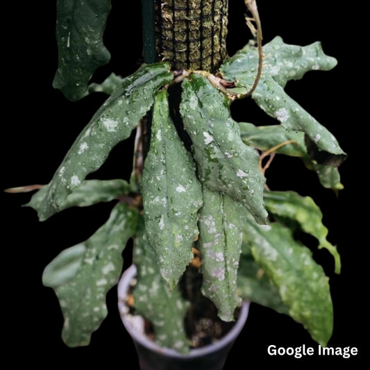Hoya Undulata (Large) PRE-ORDER-JULY641