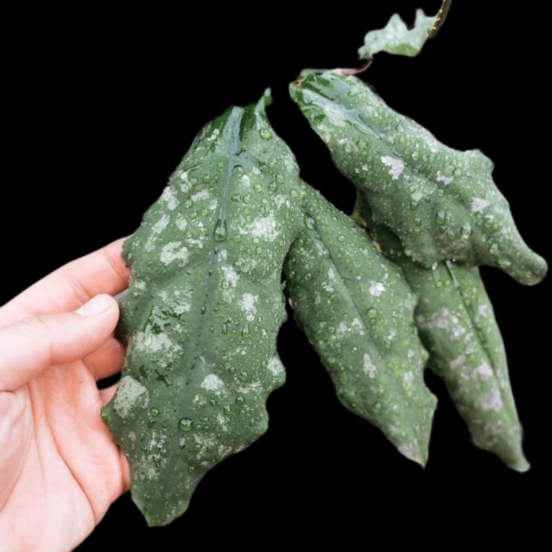 Hoya Undulata (Large) PRE-ORDER-JULY641