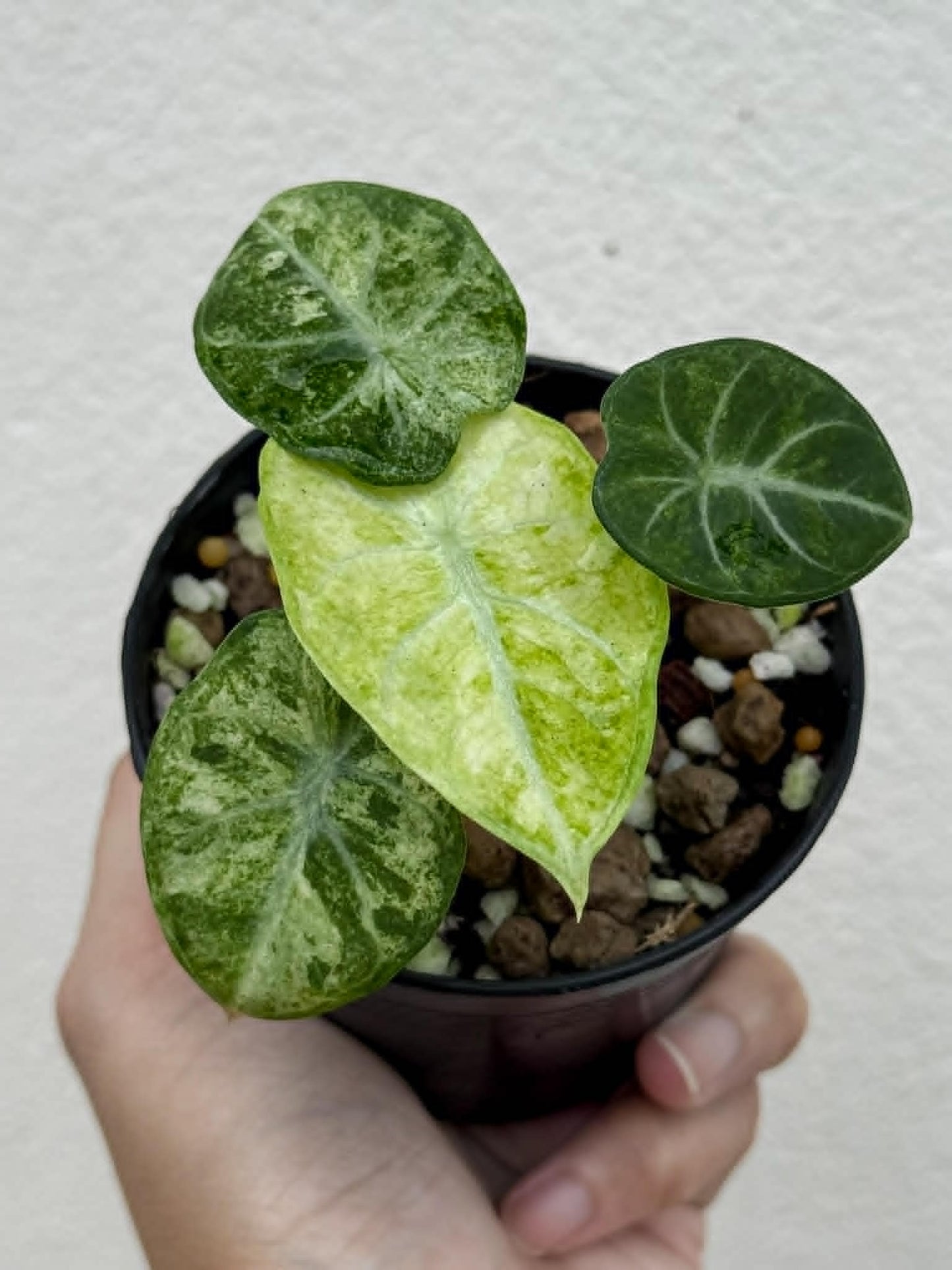 Alocasia Ninja Splash - Pre Order