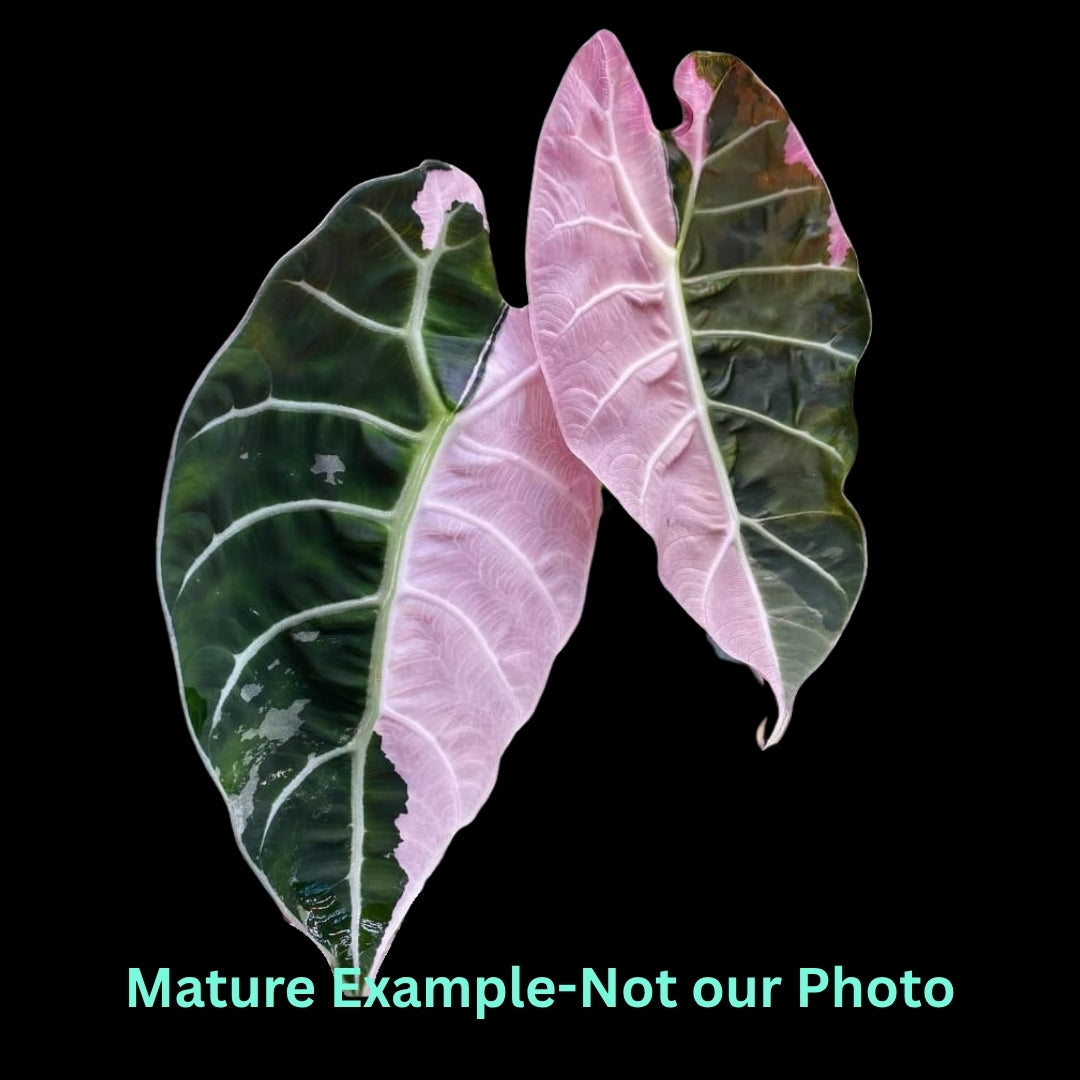 Alocasia Watsoniana Doff Var (9cm Pot)- Pre Order JU69